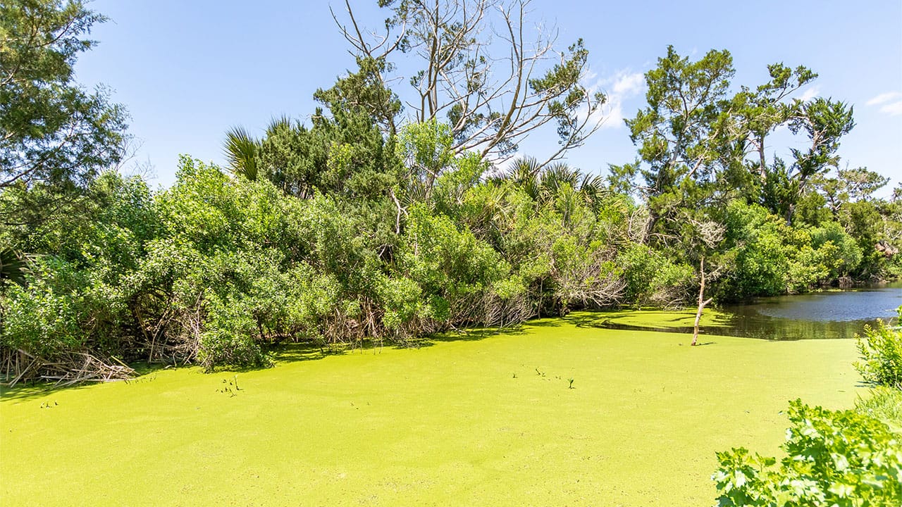 A layer of algae coats Egans Creek on Florida's Amelia Island