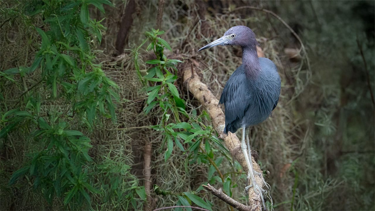 A little blue heron perched on a log in the wetlands of Florida