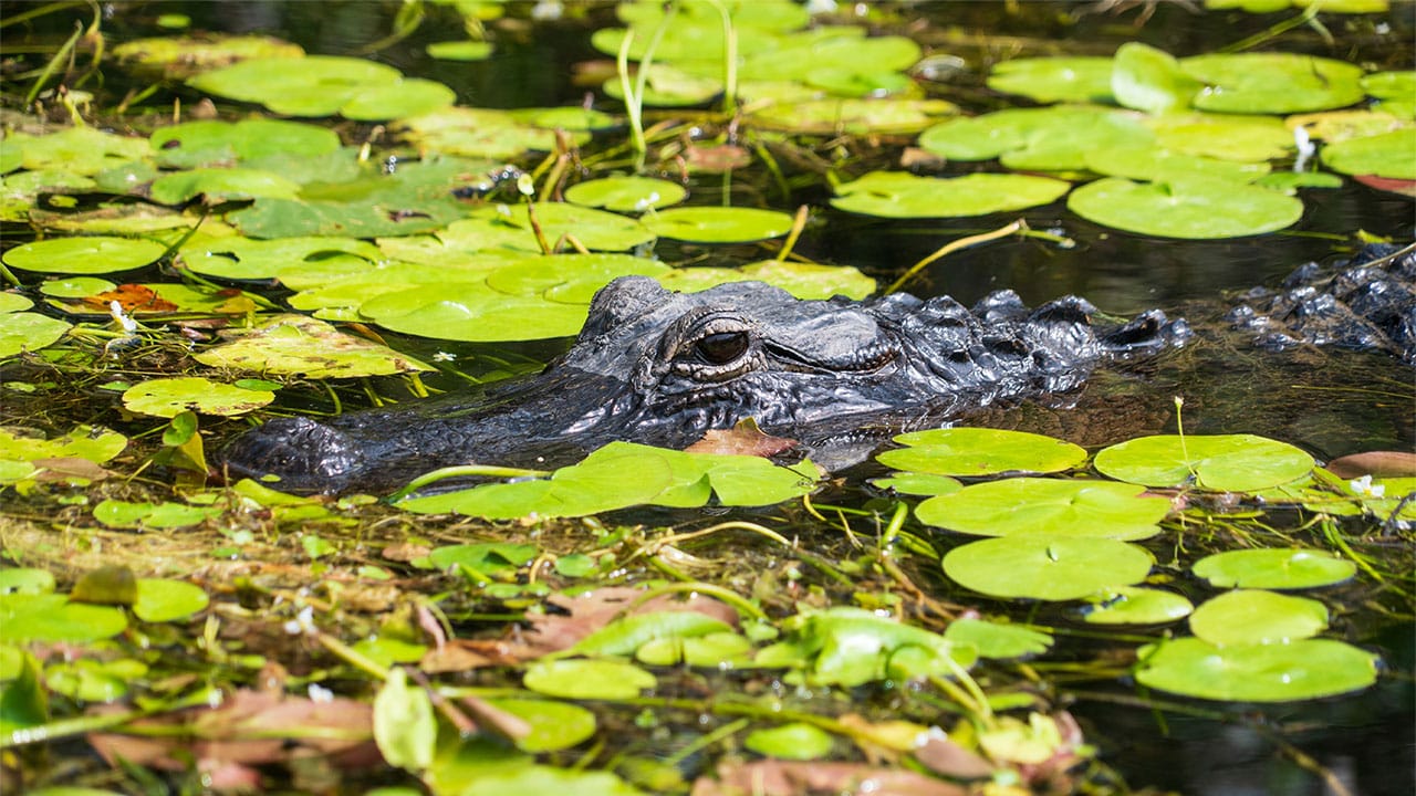 Crocodile at Everglades National Park Florida