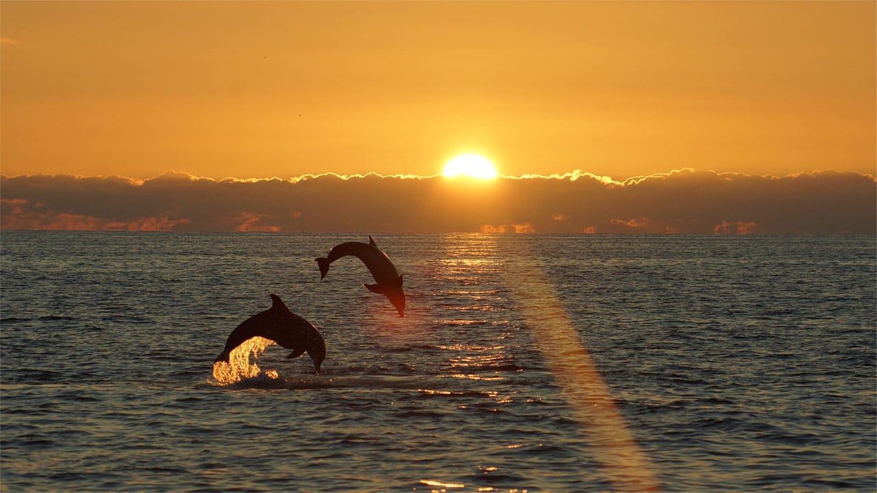 A pair of dolphins leaping out of the sea against a sunset