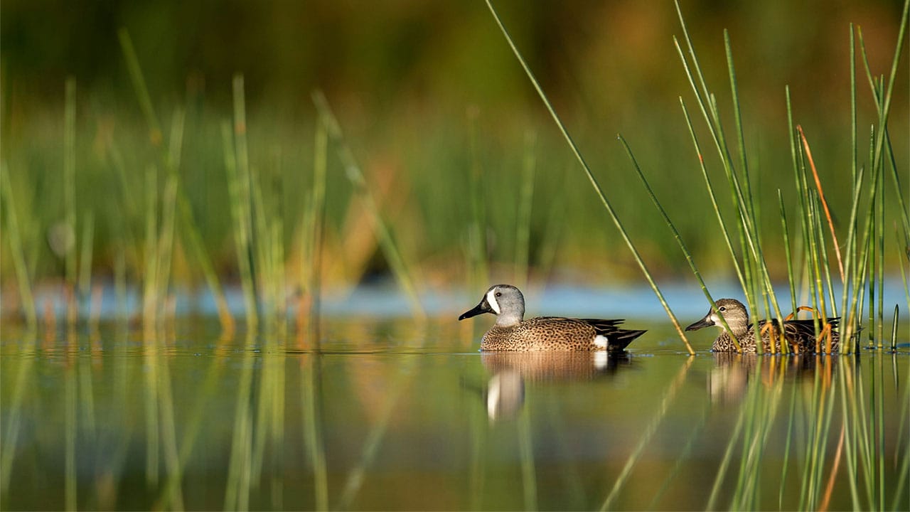 Two ducks swimming on water in Florida