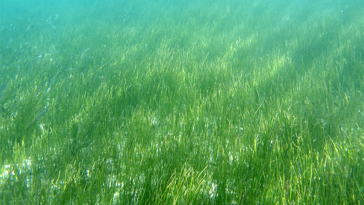 Florida seagrass underwater