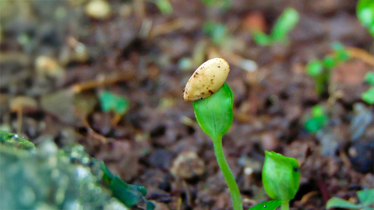 A detailed view of a melon seed growing and sprouting its leaf on a healthy soil