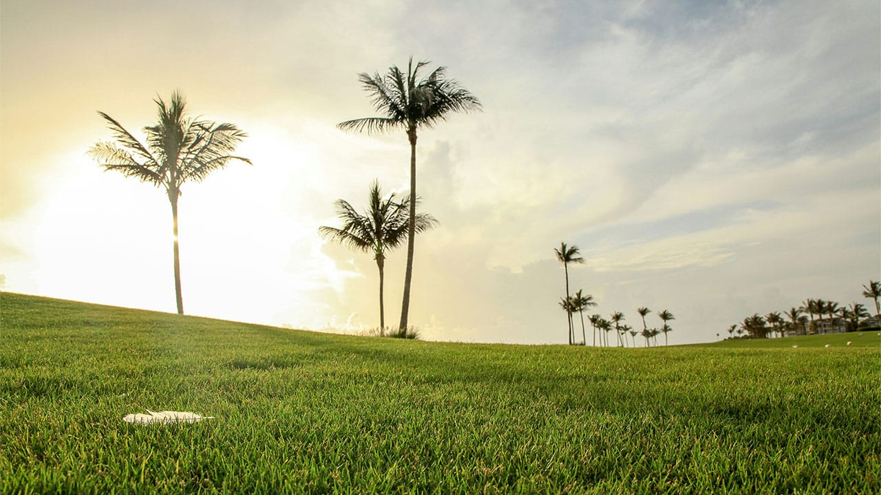 Golf course with grass and palm trees