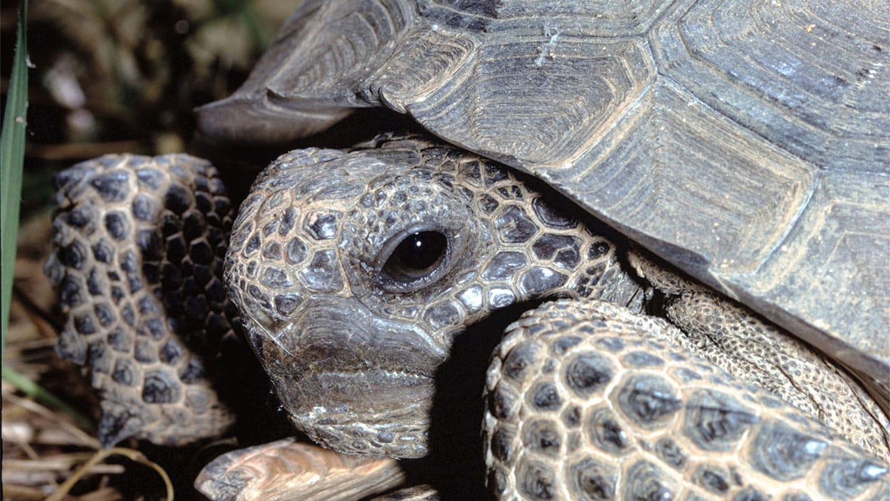 Close up of a Gopher Tortoise