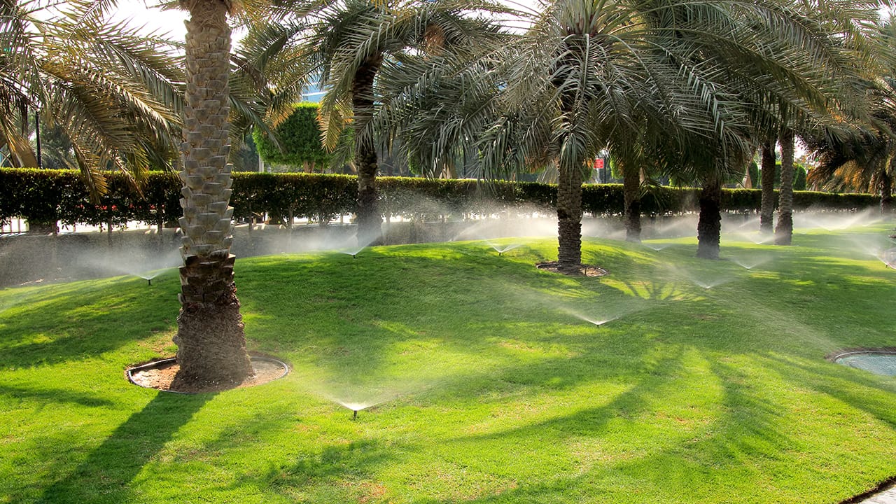 Grass with palm trees and the sprinklers spraying water