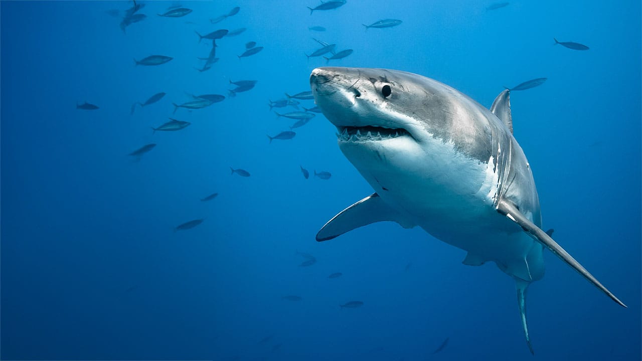 Great white shark