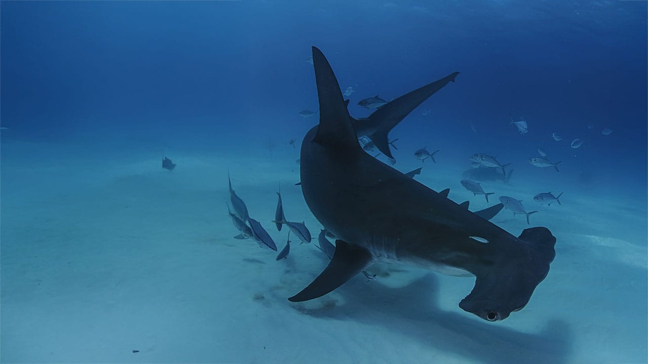 Hammerhead Shark close up