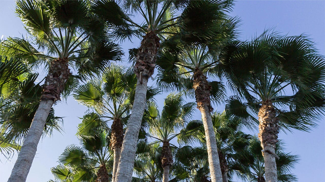 Palm trees in the blue sky