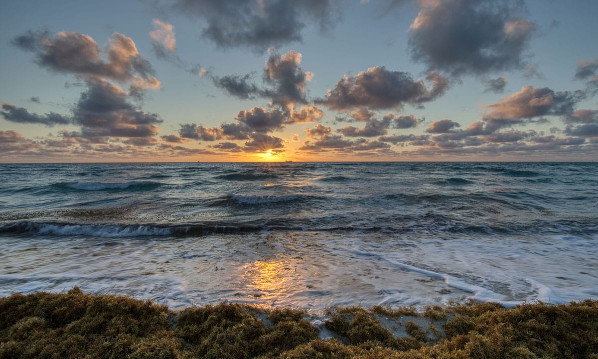 Sargassum on Florida beach at sunset