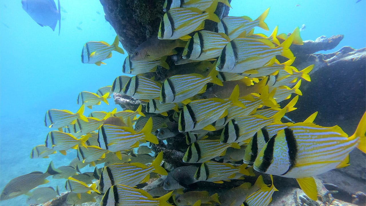 School of fish