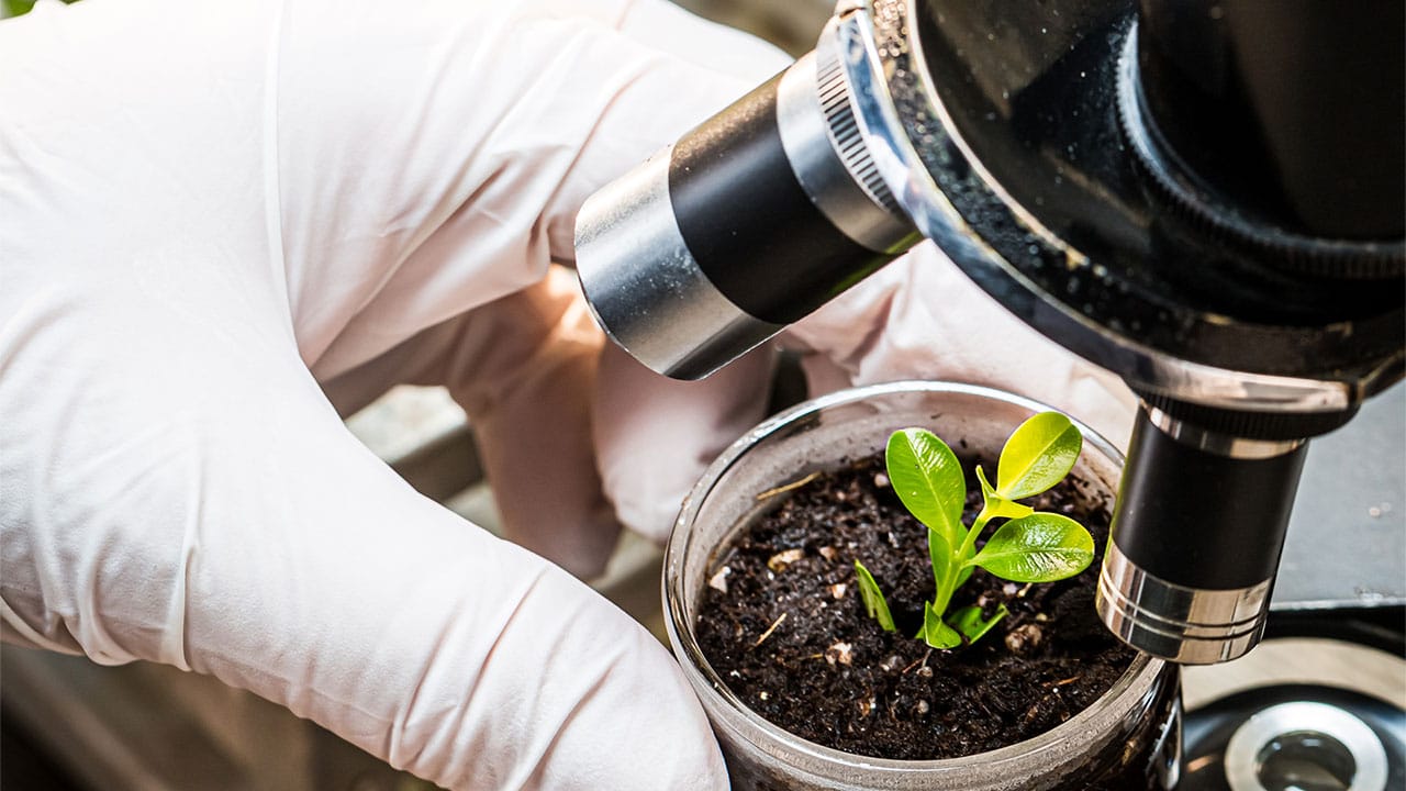 A plant growing in soil being looked at under a microscope
