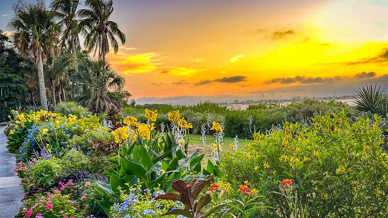 Sunset over the Marie Selby Botanical Gardens