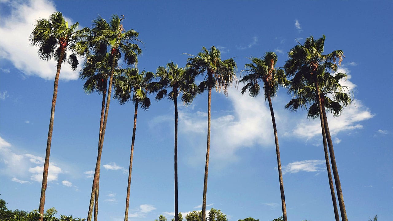 Tall palm trees in the blue sky