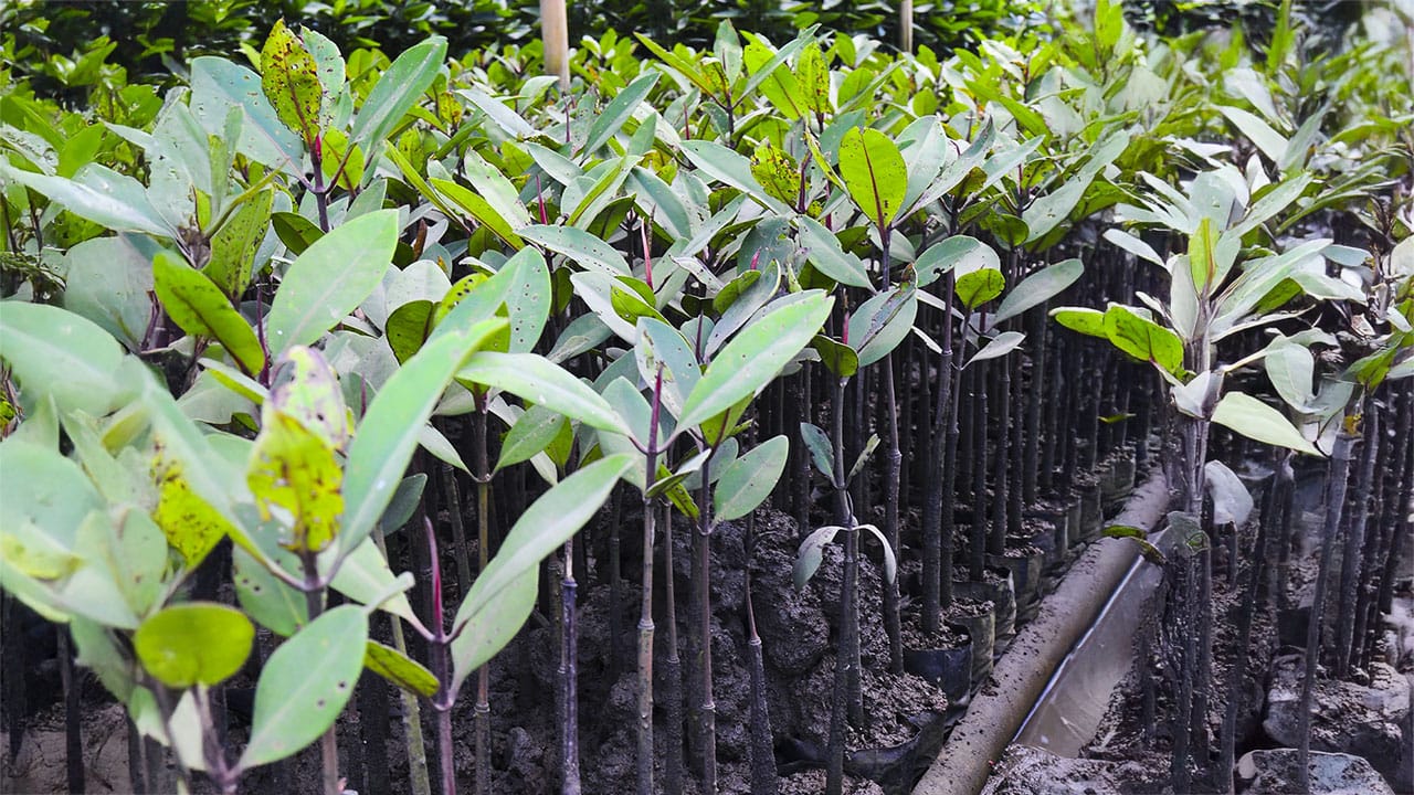 Tree seedlings growing outside
