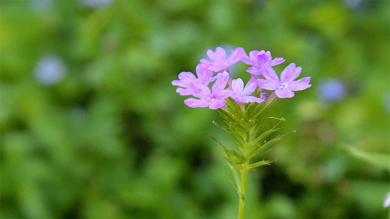 A single Verbena stem with a cluster of small purple pink flowers against a sunny garden background