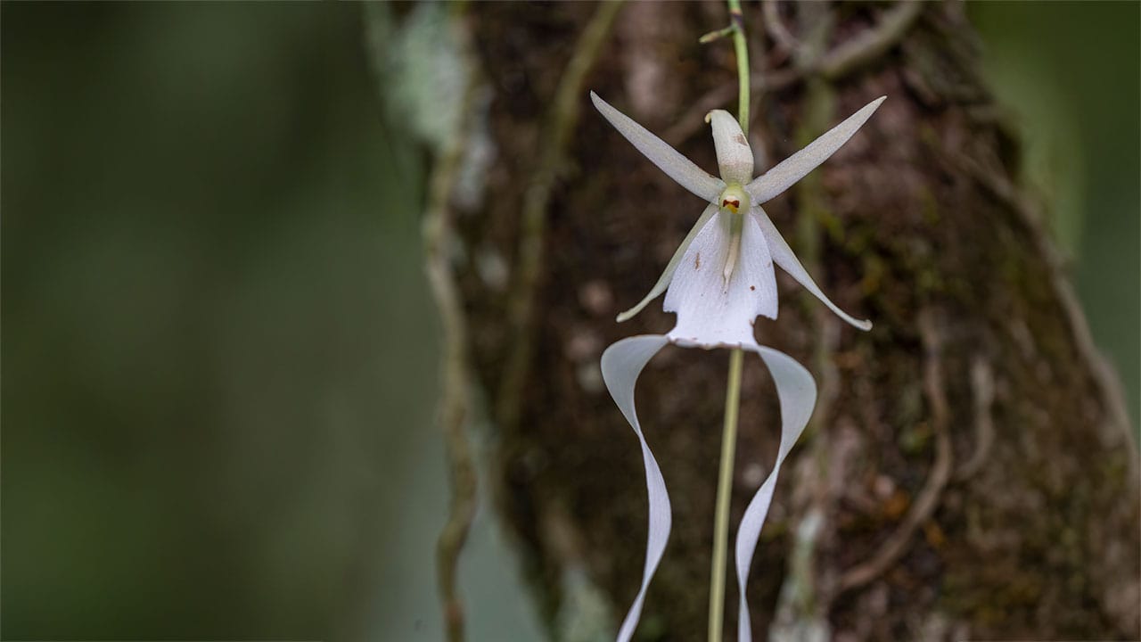 A white Ghost Orchid flower