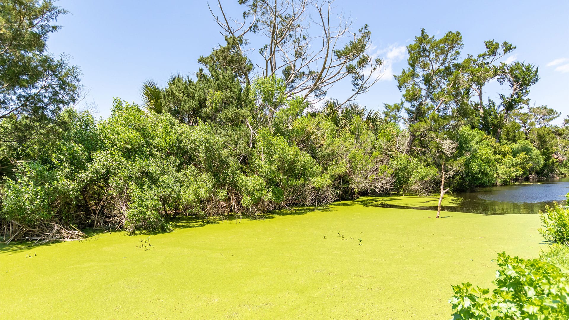 A layer of algae coats Egans Creek on Florida's Amelia Island