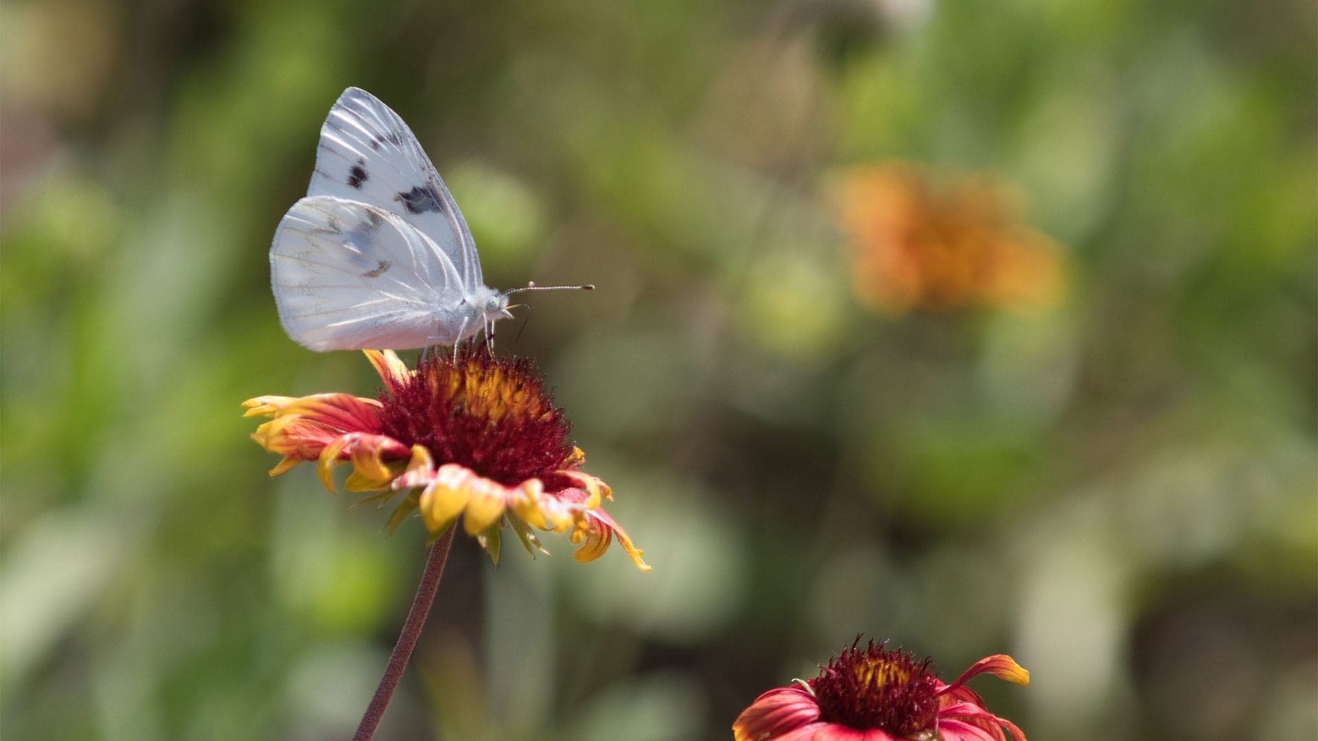 A checkered white butterfly pollinating an Indian blanket flower at a restoration site on the shores of Tampa Bay in Florida