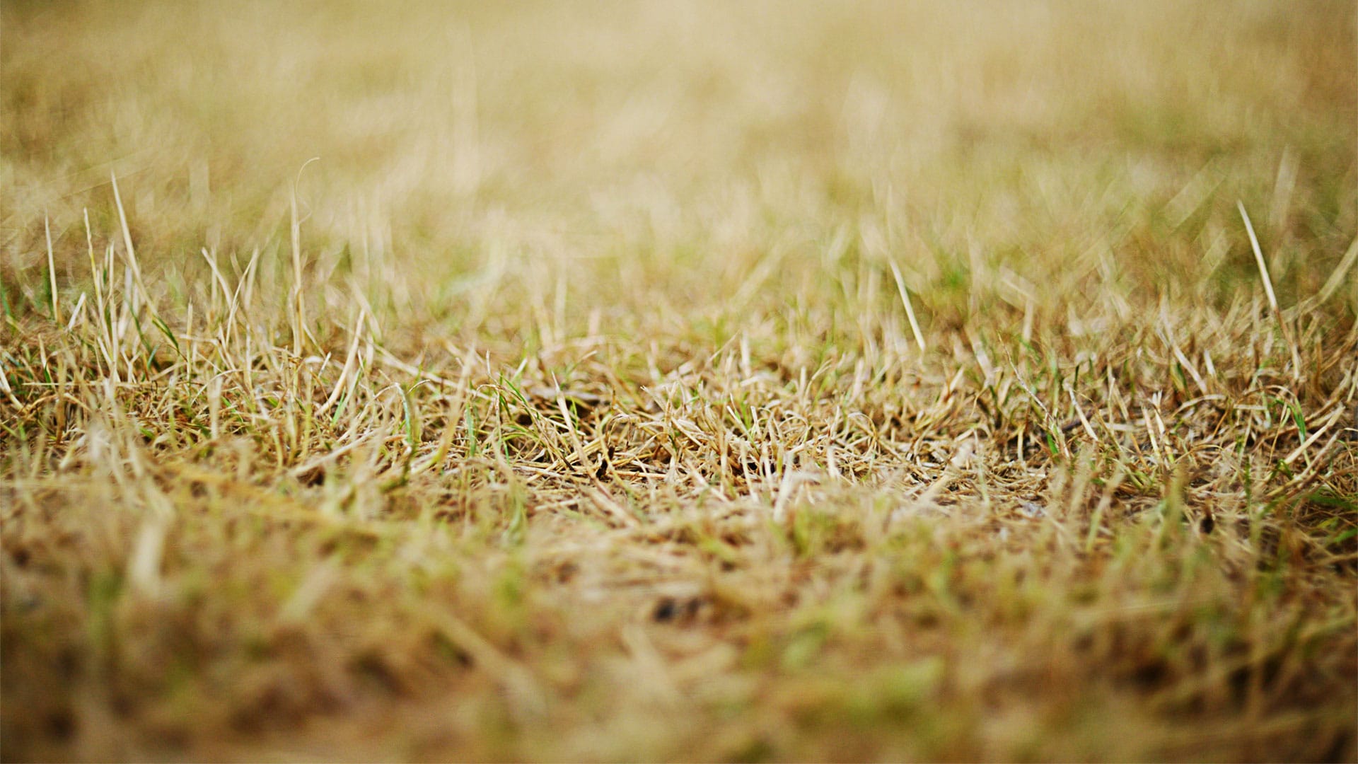 Close up of dry grass