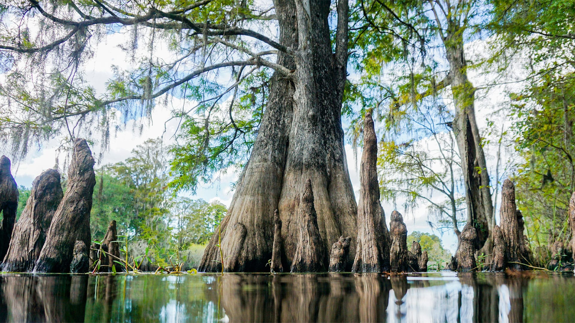 Cypress Tree under the water