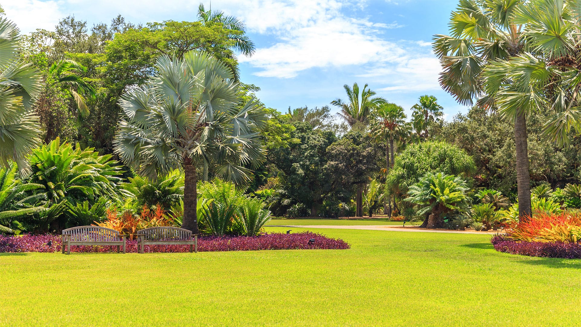 Green plants and trees in a Florida park