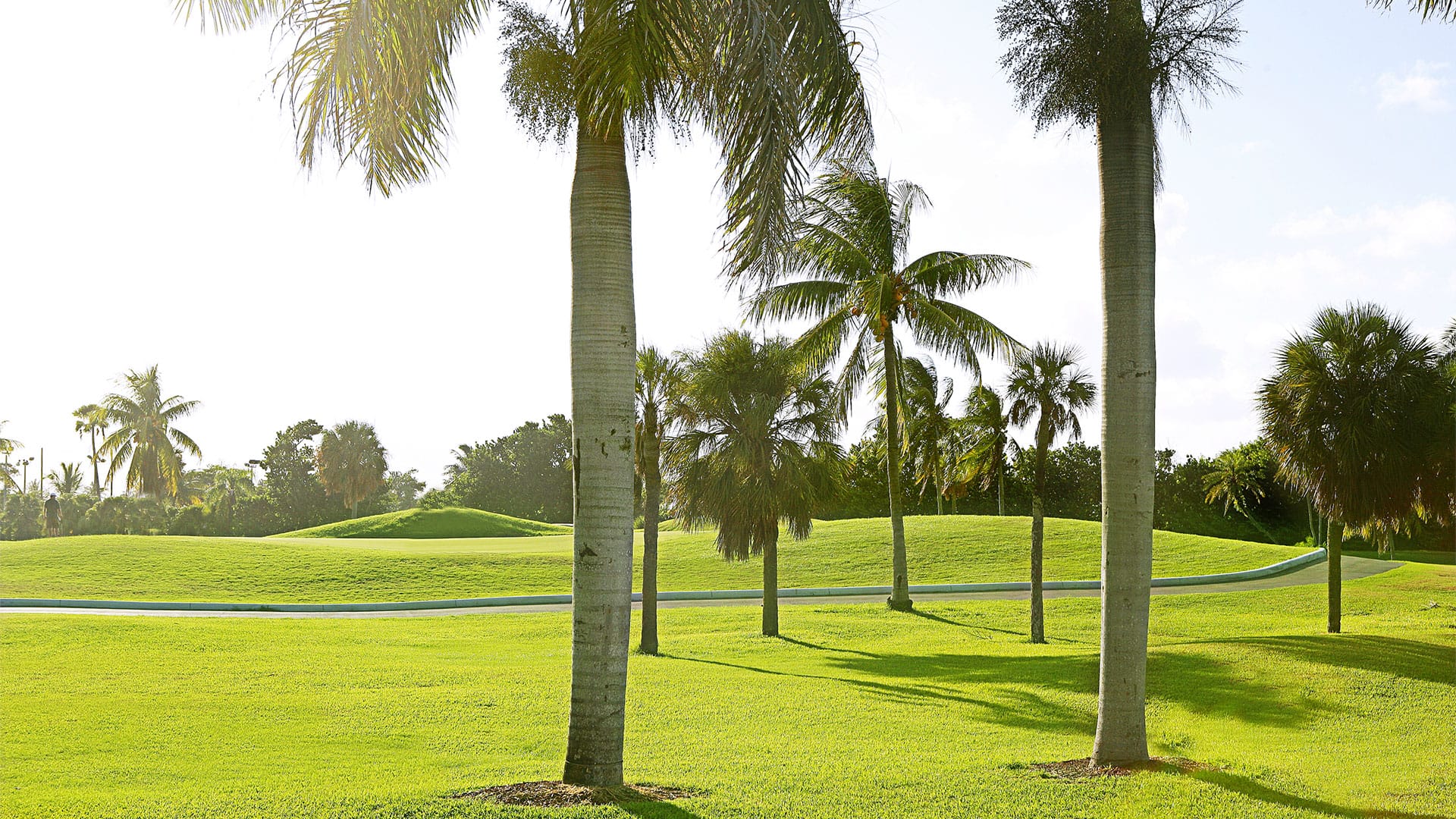 Golf course with palm trees and lush grren grass