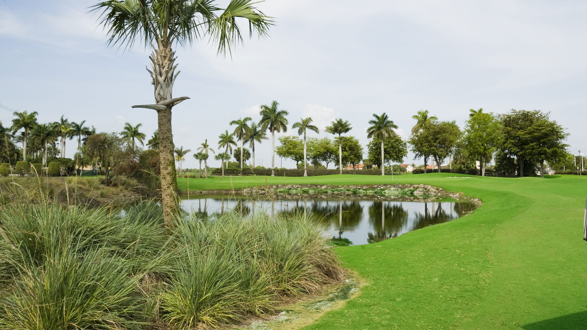 Golf course with palm trees and a pond