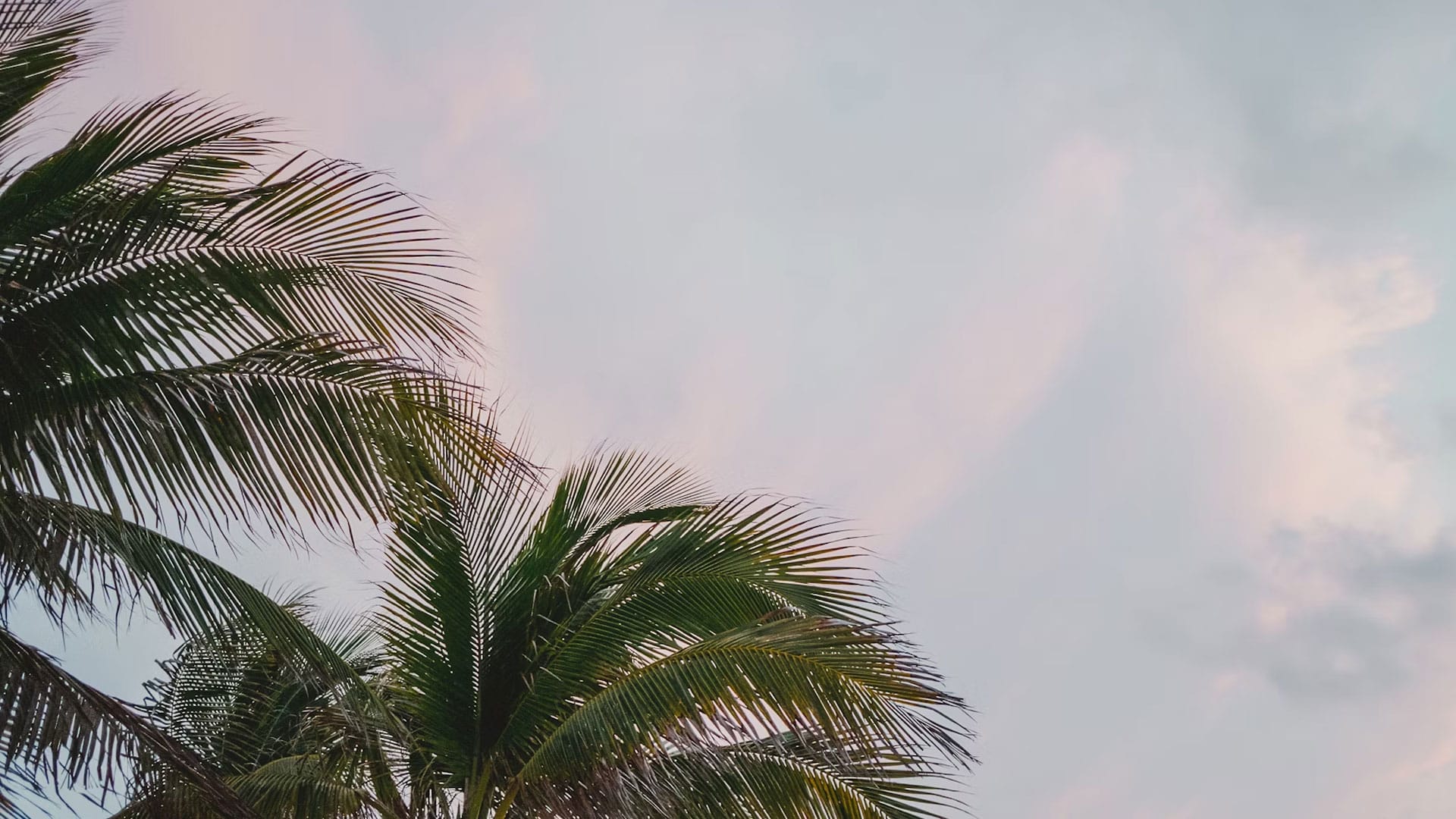 Palm trees under a grey Florida sky