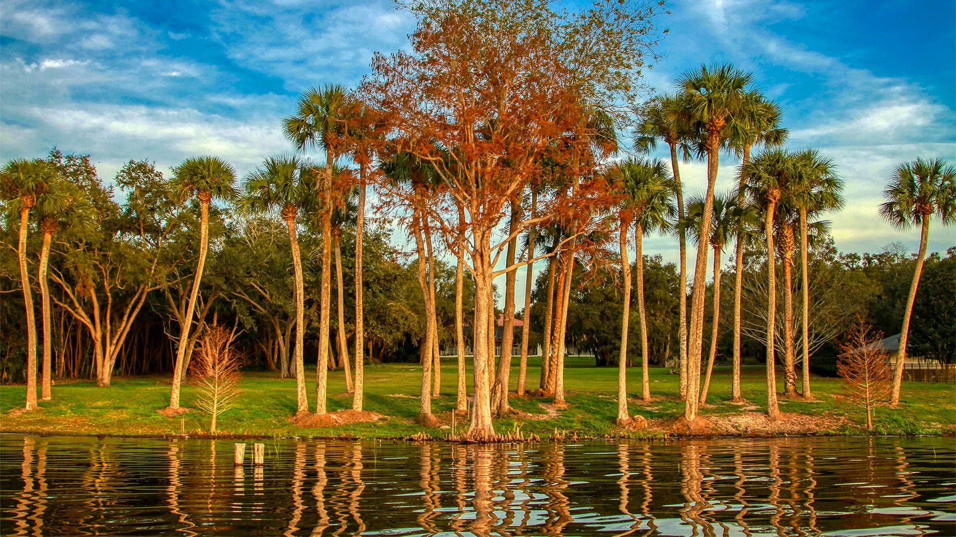 Green trees on body of water in Central Florida