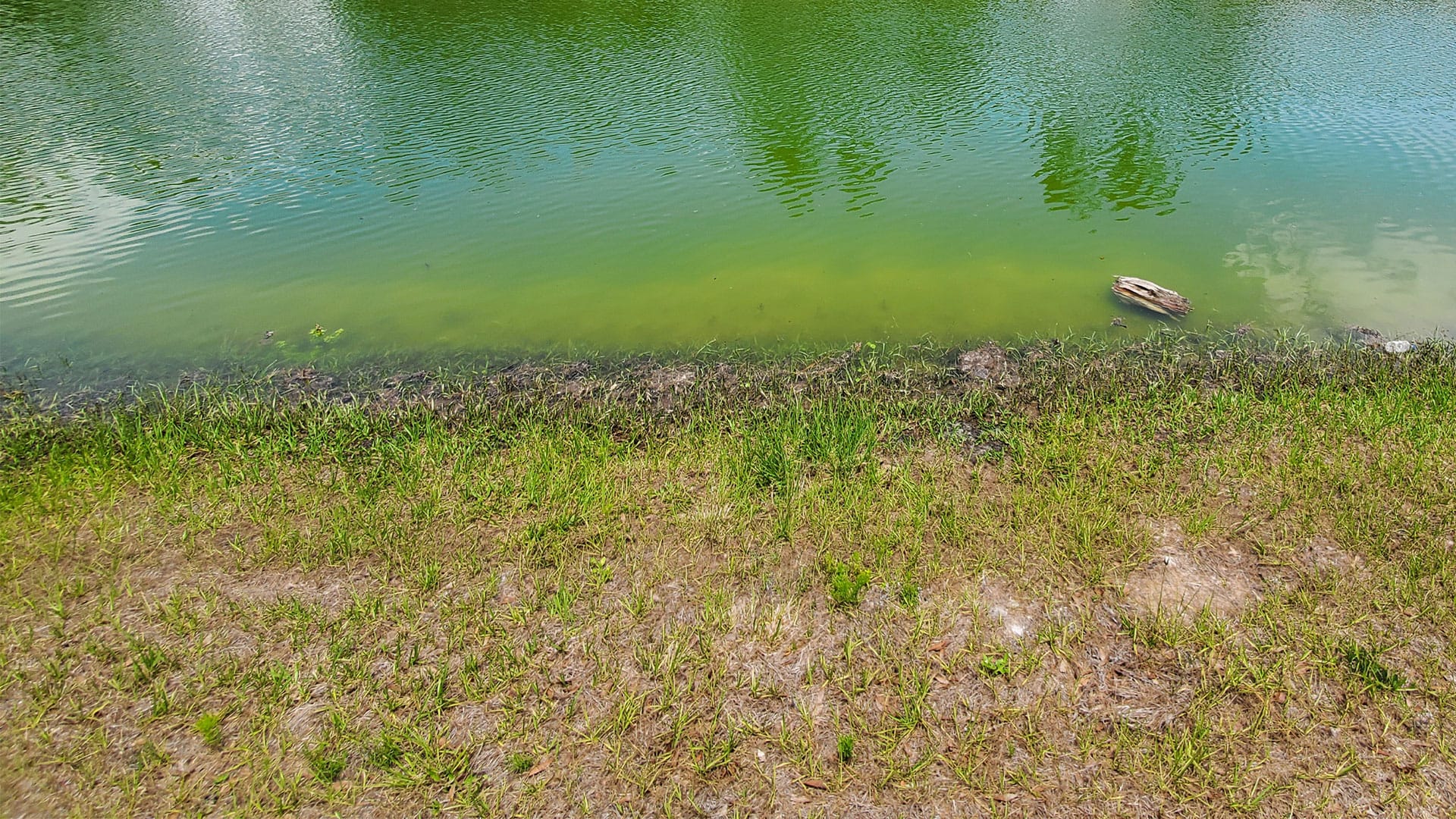 Grass next to the water edge of green water
