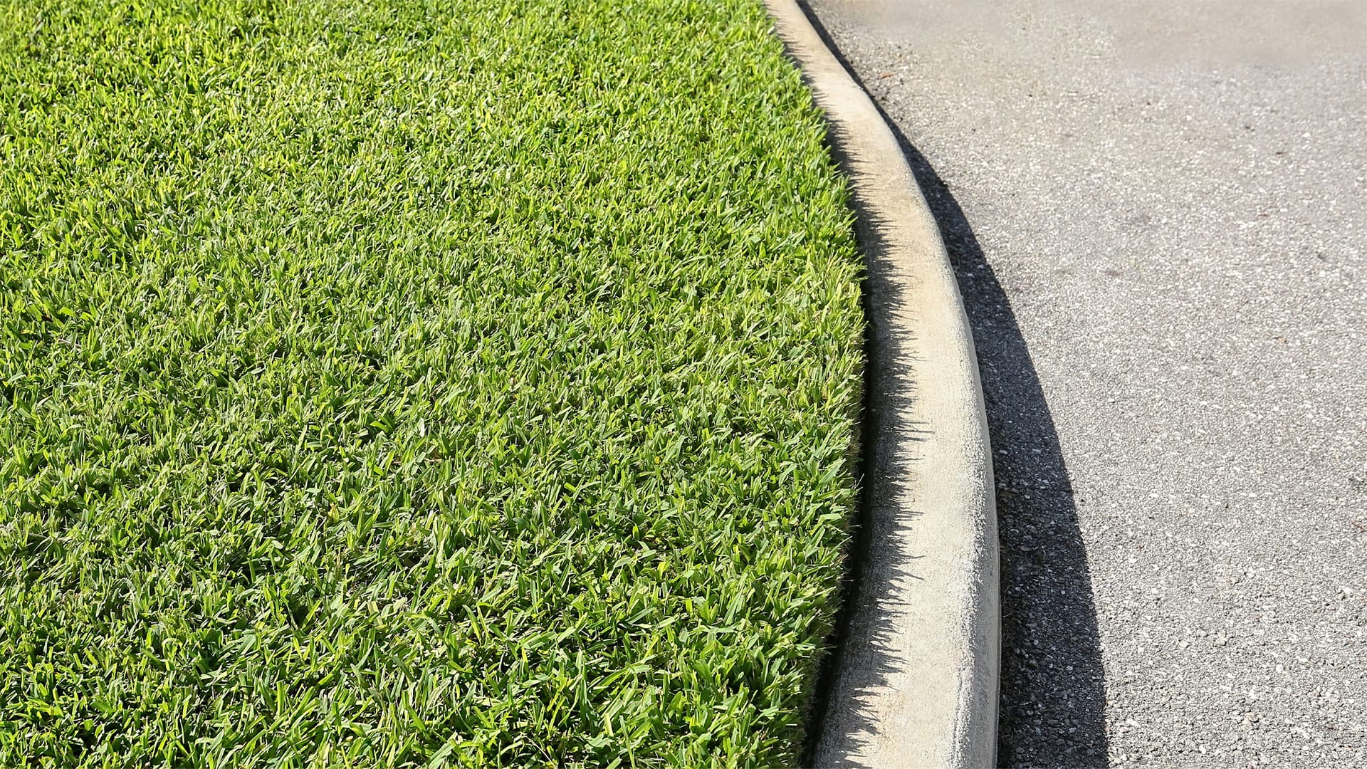 Healthy St Augustine grass growing close to the curb