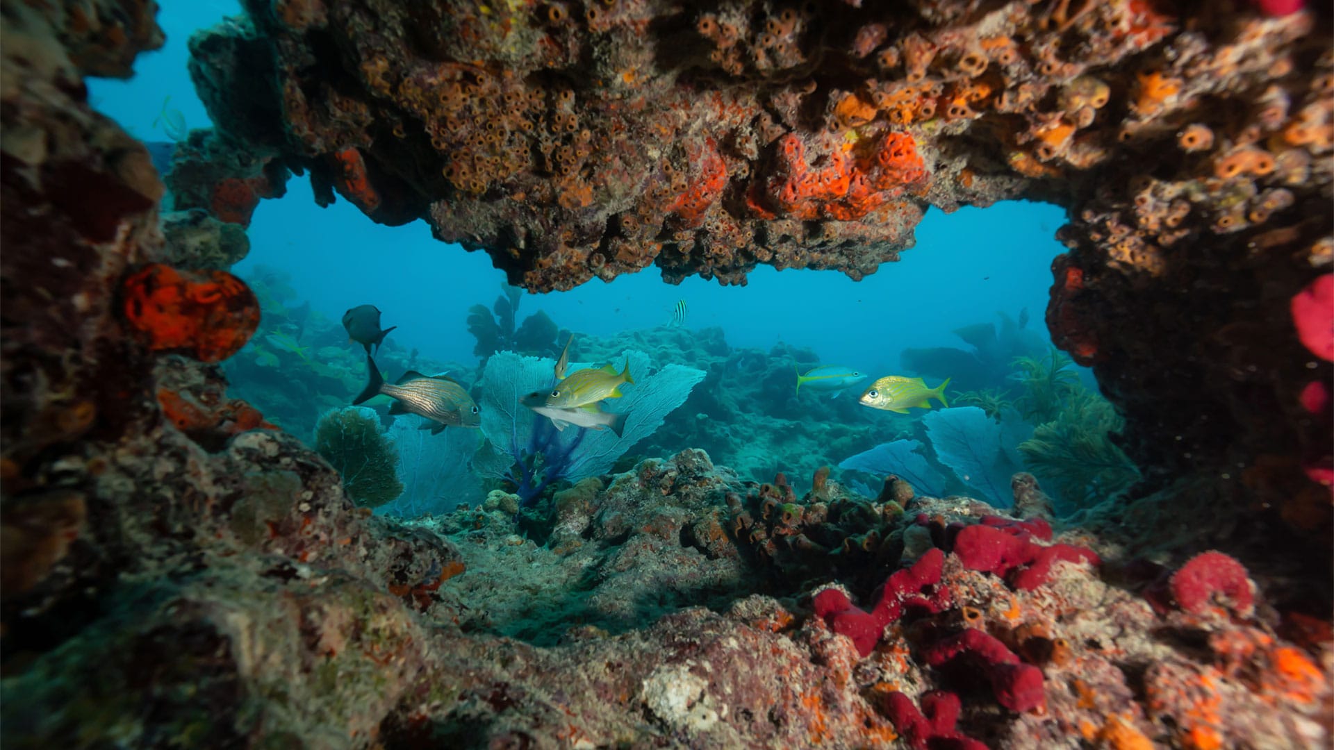 Key West underwater reef