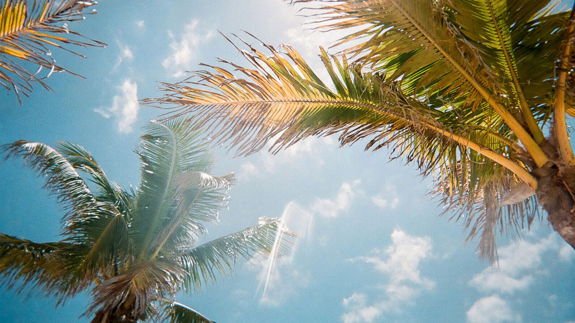Looking up at palm trees