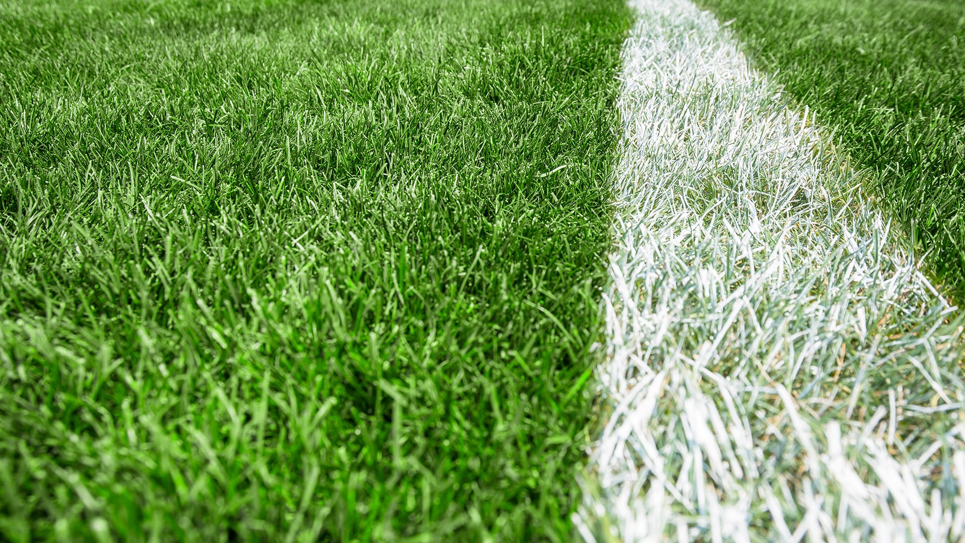 Sport field grass and with a white painted line