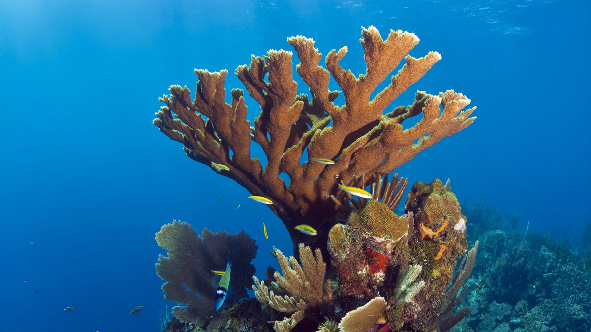 Underwater coral reef with fish