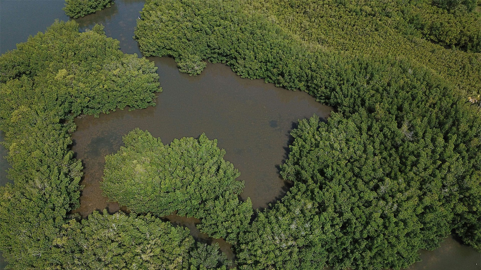 Wetlands and coastal mangroves, Tampa Florida