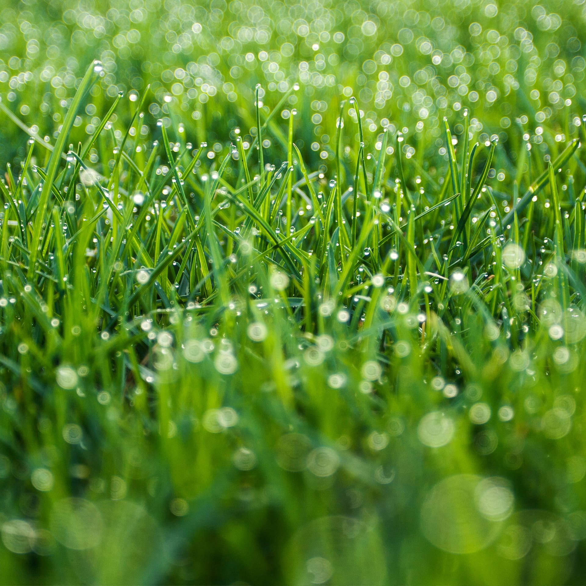 Close up of green grass with water droplets on the end