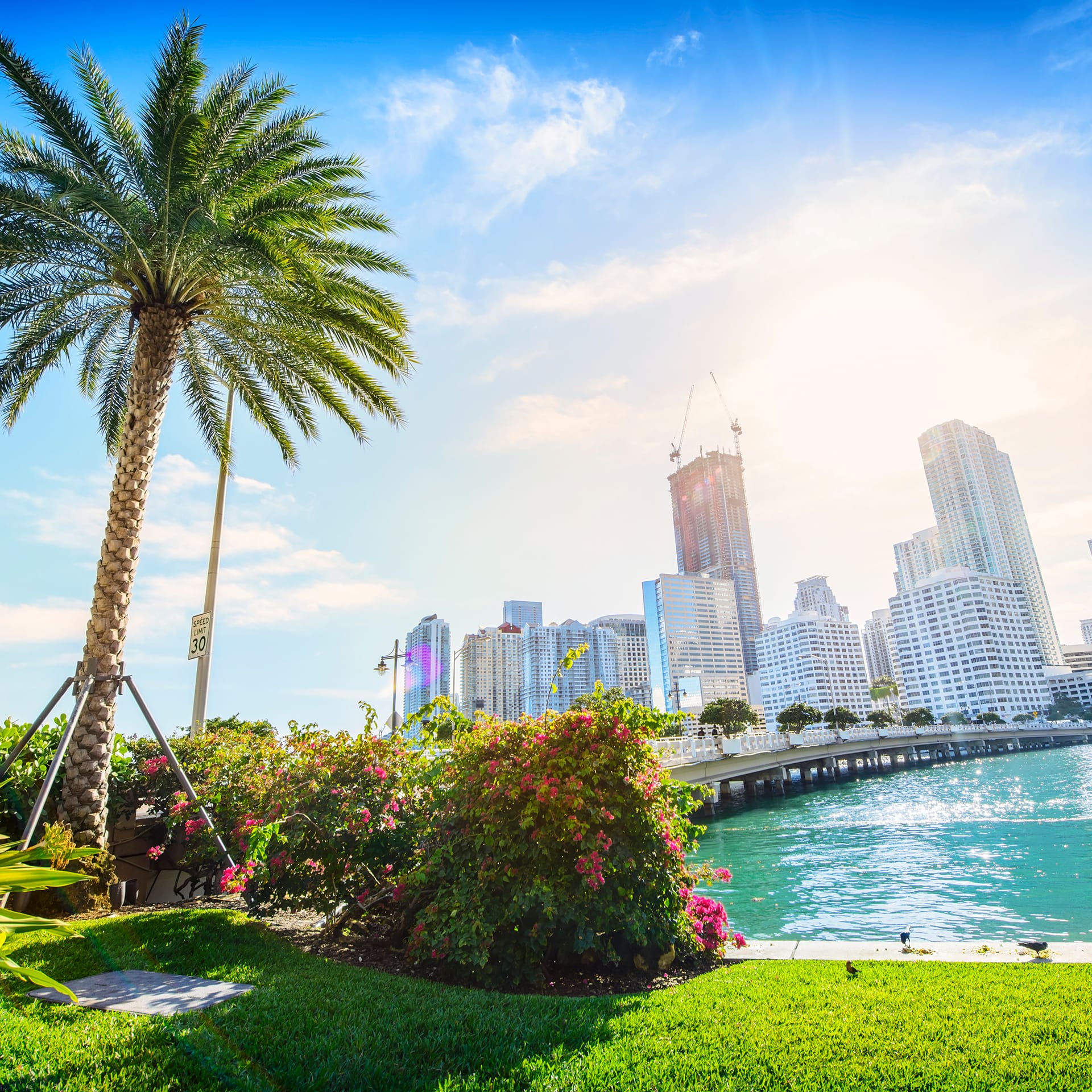 img miami cityscape with palm tree 1920x1920