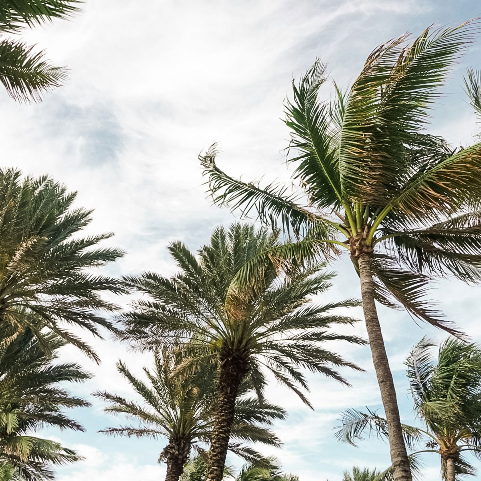 Palm trees in Florida against a blue cloudy sky