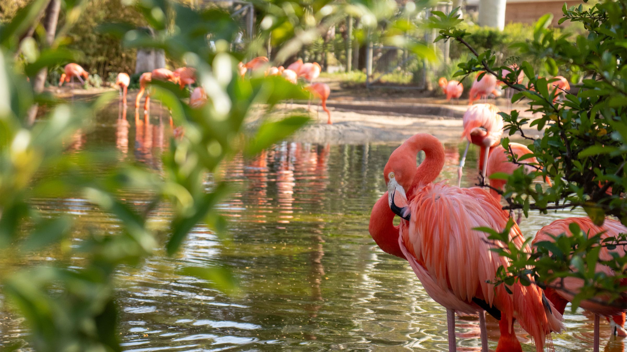 American flamingo,Phoenicopterus ruber