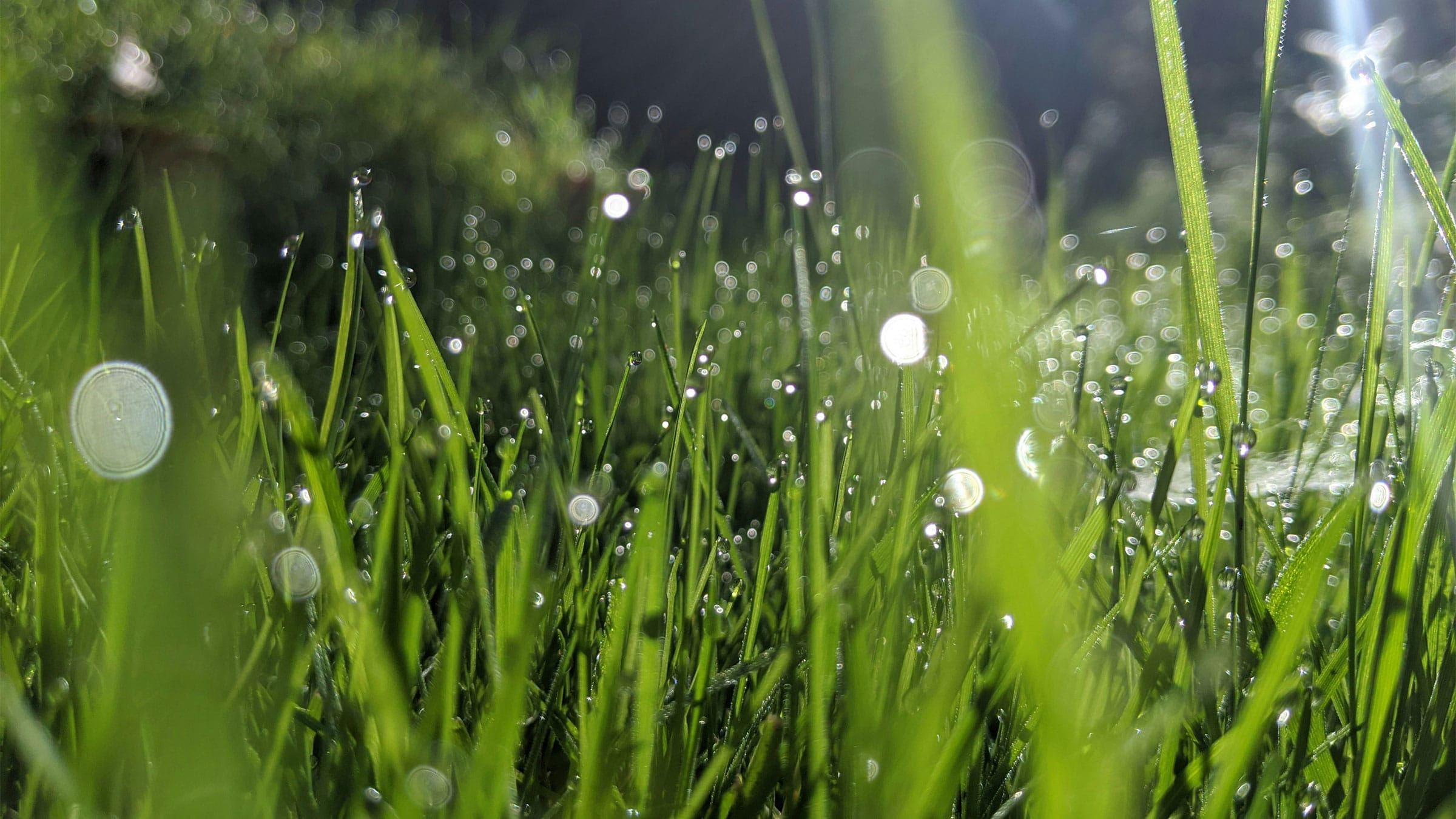 Close up of grass with water droplets