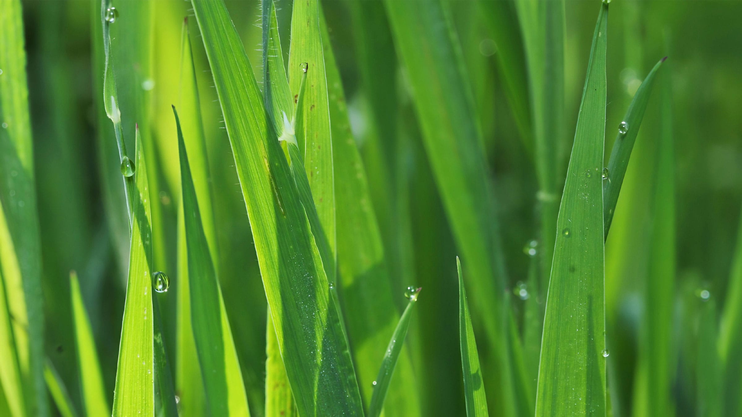 Close up of a blade of green grass