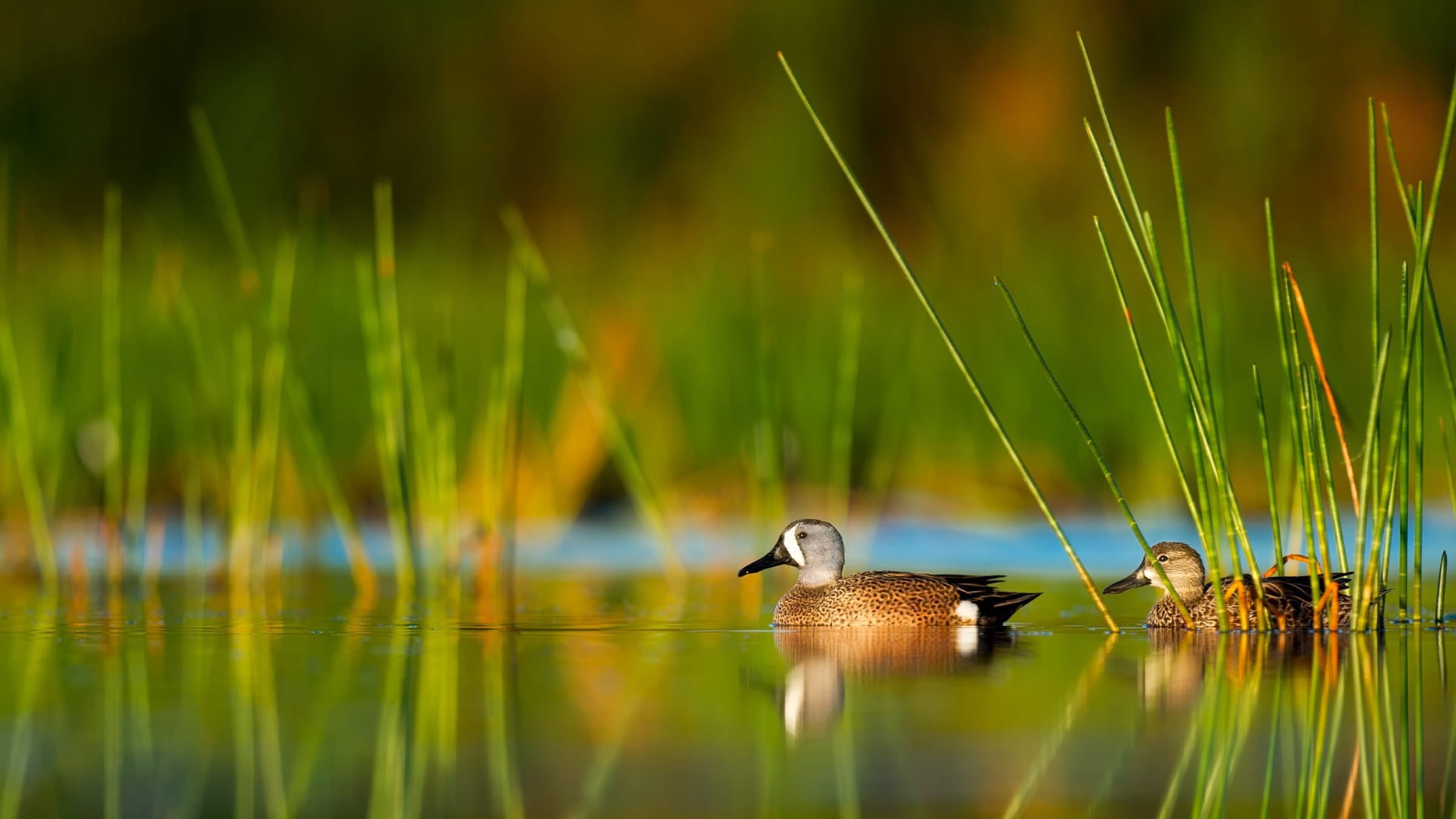Ducks swimming on some water with reeds in the background