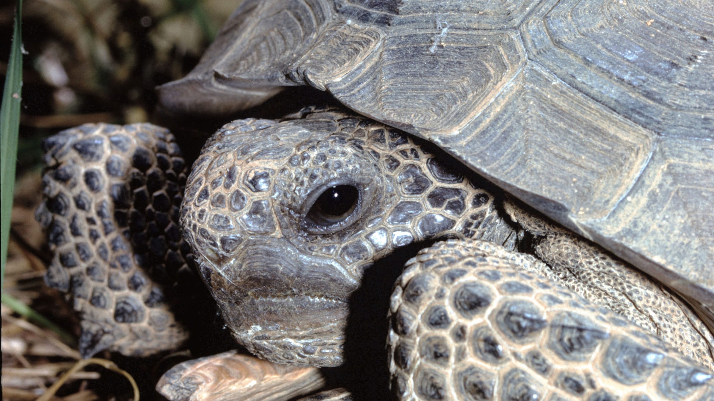 Close up of a Gopher Tortoise