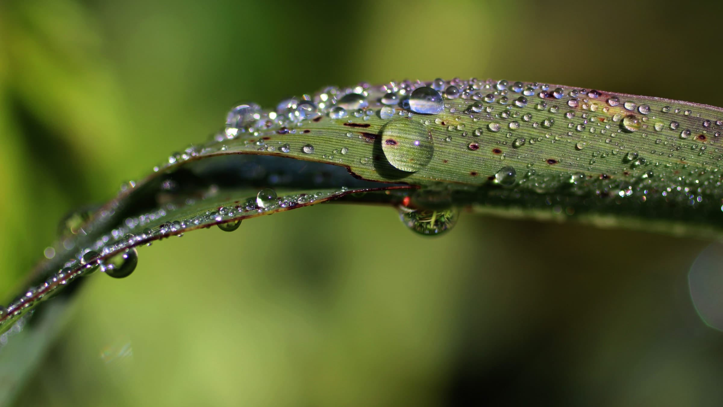 Water droplet about to fall from a blade of grass