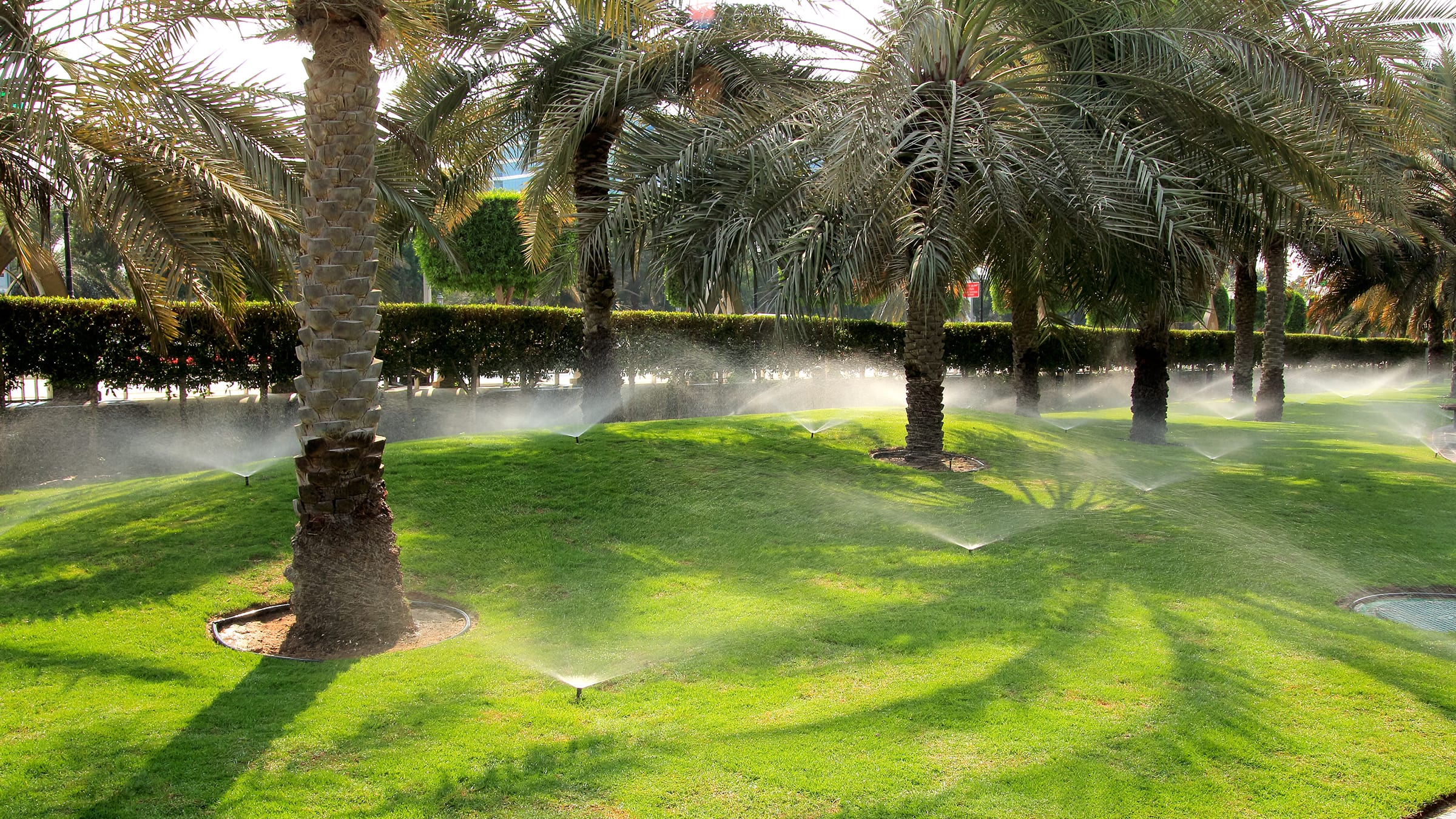 Lots of sprinklers going off around grass and palm trees