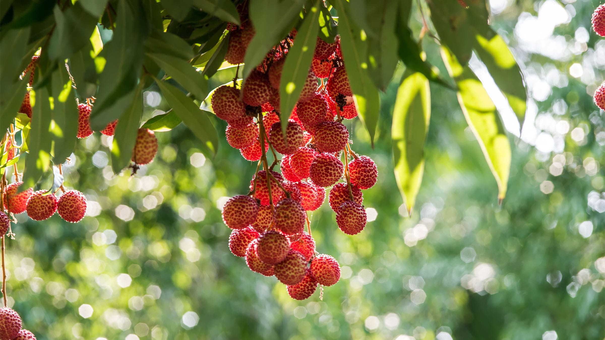 Lychee fruit hanging from a tree