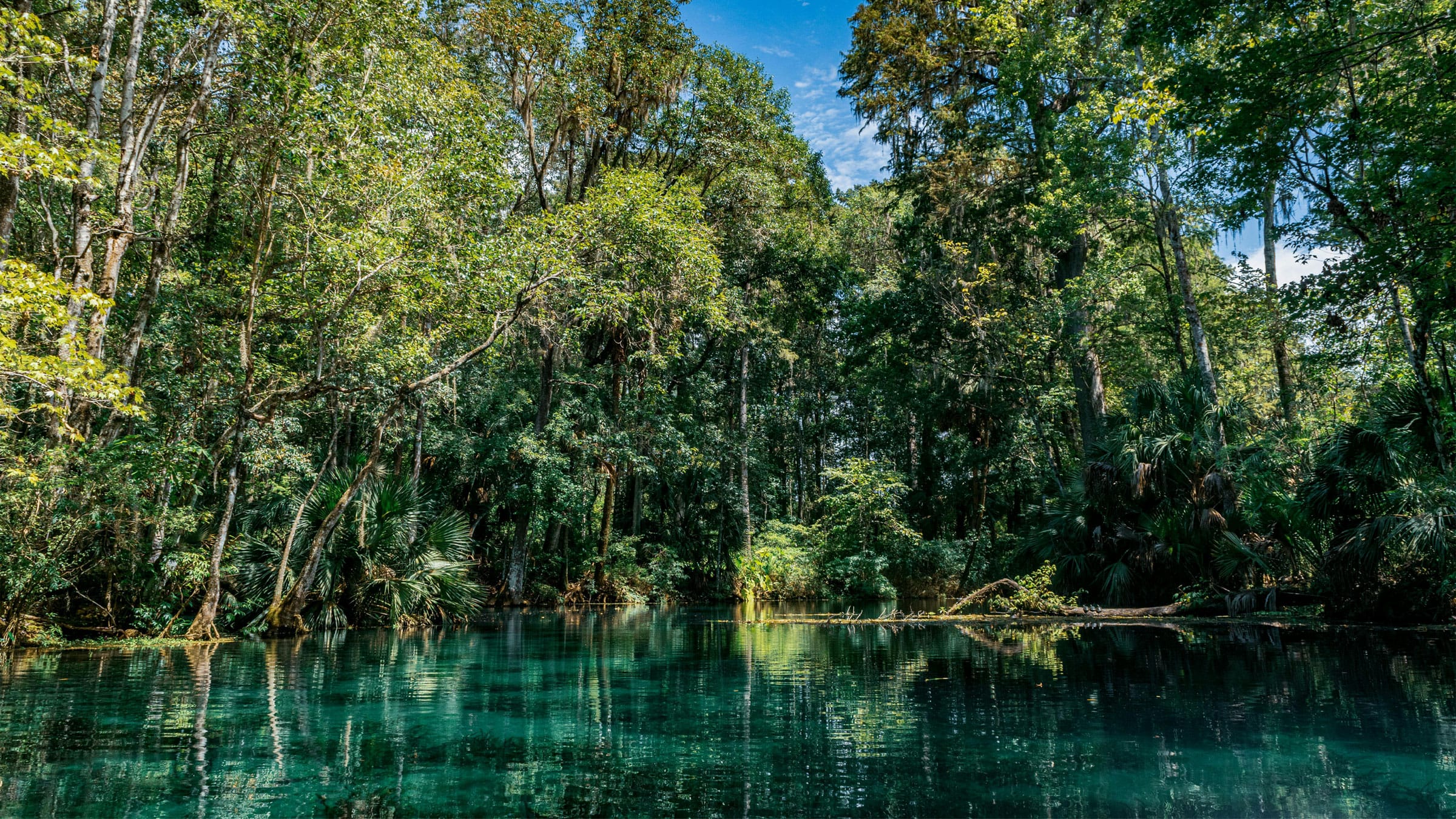 Ocala, Florida, Turquoise river surrounded by trees