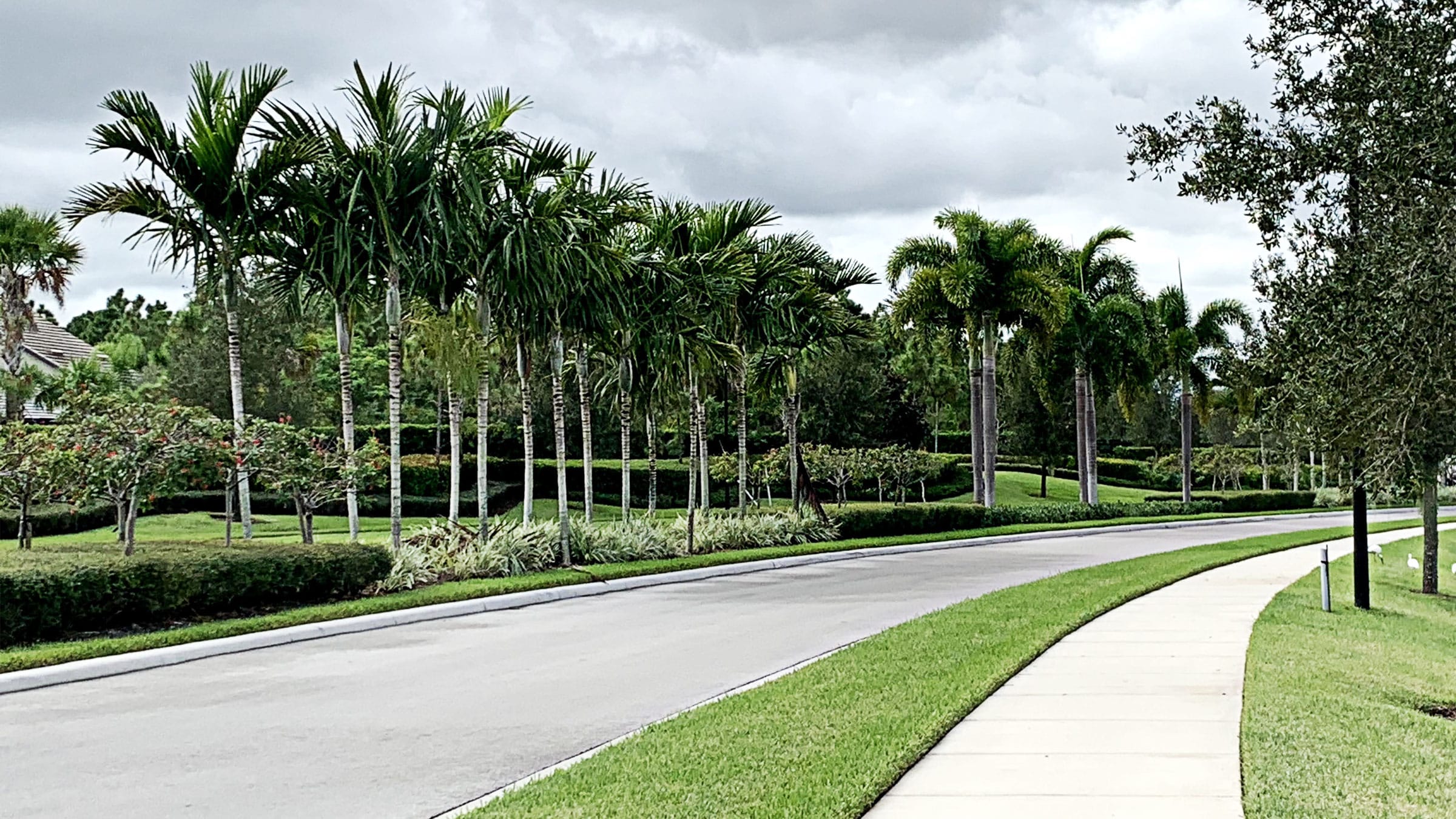 Road street view with palm trees and grass